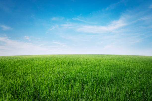 istock green grass field with blue sky ad white cloud. nature landscape background 1411778457