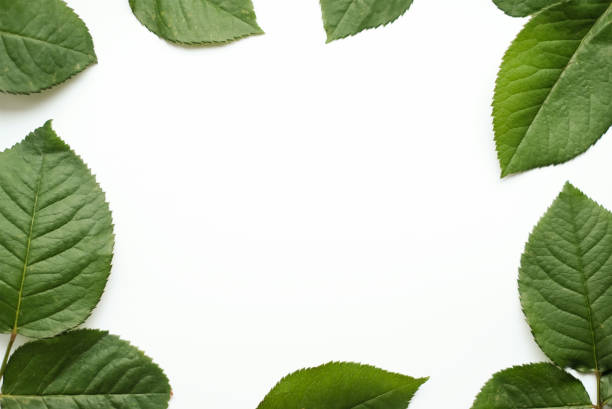 istock Leaves composition. Frame made of green leaves on white background. 1411779231