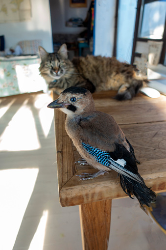 Cat looking at a bird jay on the table