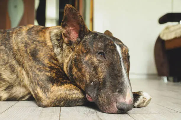 The young beautiful bull terrier in a brindle color lying on the floor at home