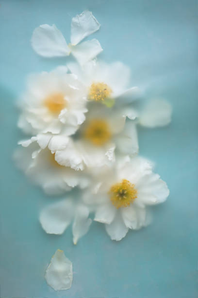 istock Large beautiful white peonies with a yellow center lie in a blurred filter 1411781861