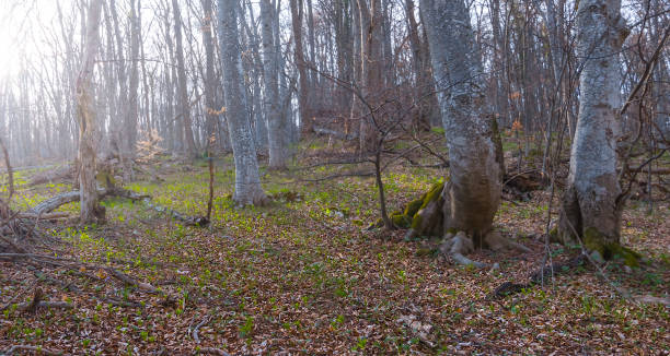 istock spring forest with flowers in light of sun 1411782423