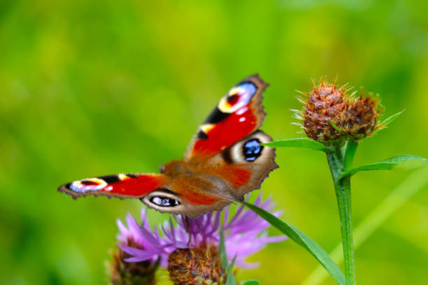 istock Selective background. A butterfly sits on a flowering field flower. 1411782682