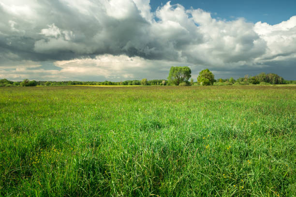 istock A large green meadow and fantastic clouds on a blue sky 1411782826
