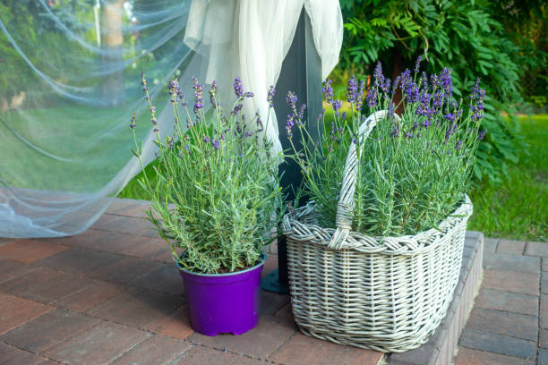 istock Lavender in a pot and decorative basket in the garden 1411782841