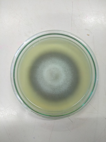 fungal culture on PDA media, this culture is usually carried out in the laboratory, the fungus is propagated and identified and used for research