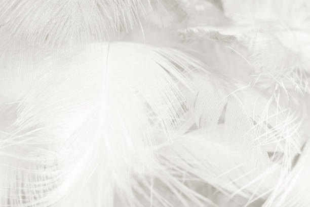 istock Black and white vintage color trends chicken feather texture background,Interior soft luxury gray heaven angels,Modern image used for design living room,office and others 1411783934