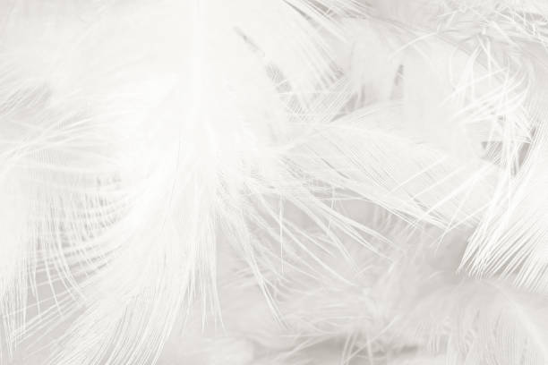 istock Black and white vintage color trends chicken feather texture background,Interior soft luxury gray heaven angels,Modern image used for design living room,office and others 1411783935