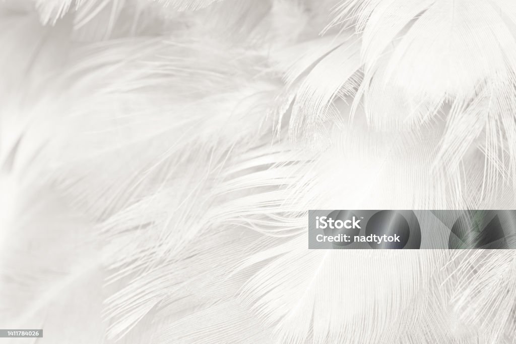 White Feature Texture White Feather Wooly Pattern Texture Background Stock Photo - Download ...