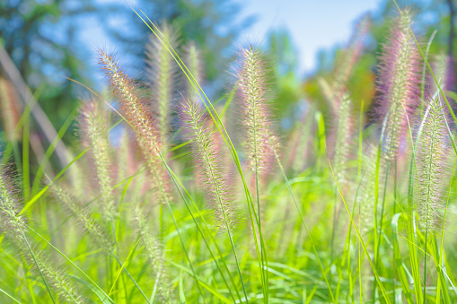 Grass background with the holcus lanatus on foreground