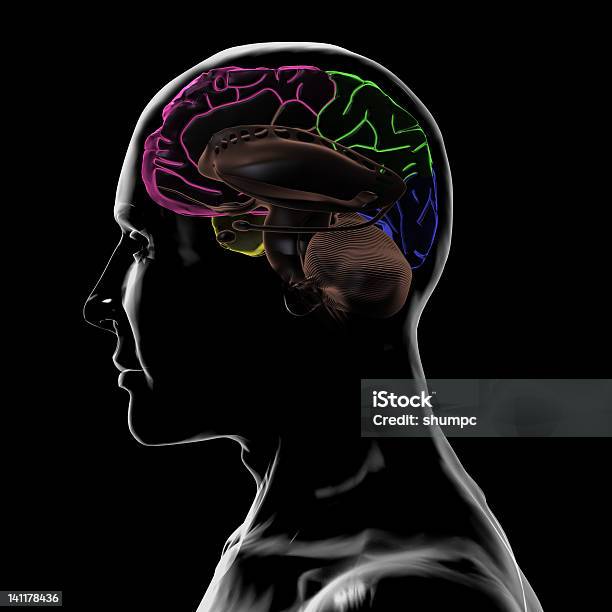 Vedere Attraverso Interna Sinistra Della Testa E Del Cervello - Fotografie stock e altre immagini di Anatomia umana