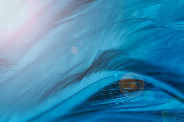 Beautiful blue vintage color trends feather texture background with orange light