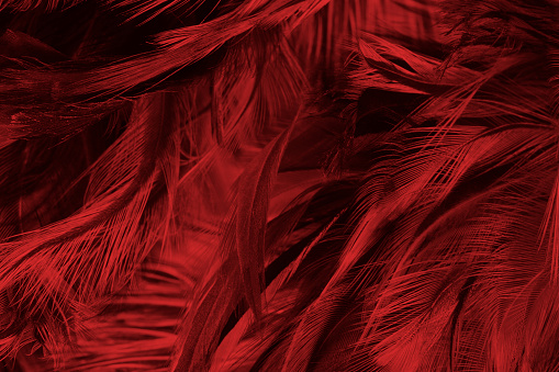 Beautiful dark red maroon feather pattern texture background