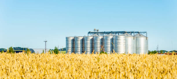 istock Grain storage silos system,golden wheat field under a summer blue clear sky.Banner,advertisement,promotion. 1411786207