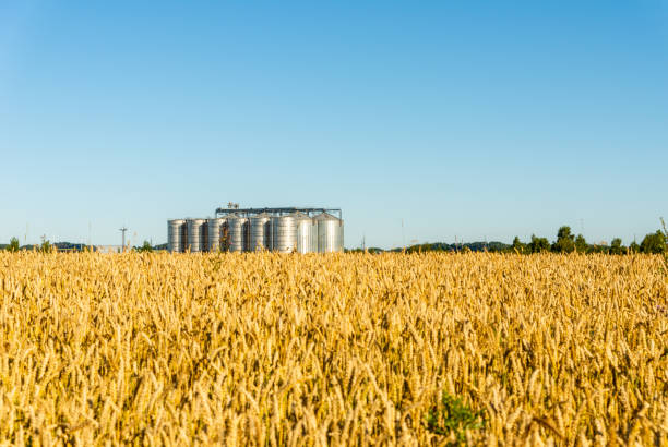 istock Grain storage silos system,golden wheat field under a summer blue clear sky. 1411786217