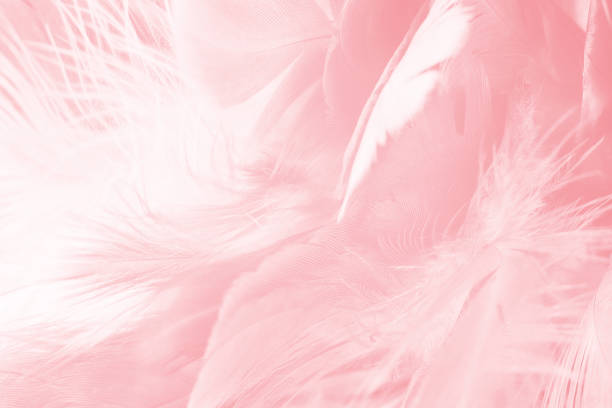 istock Coral Pink vintage color trends feather texture background 1411786231