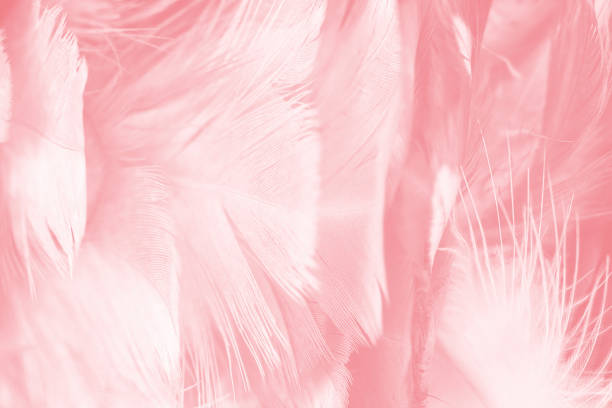 istock Coral Pink vintage color trends feather texture background 1411786496