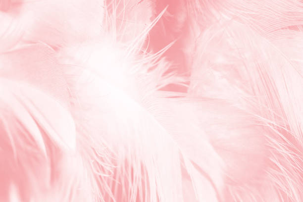 istock Coral Pink vintage color trends feather texture background 1411786555