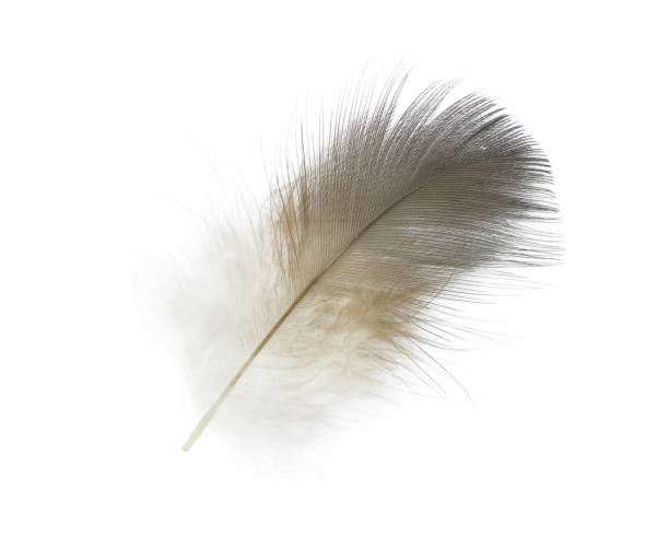 istock Beautiful feather isolated on white background 1411786903