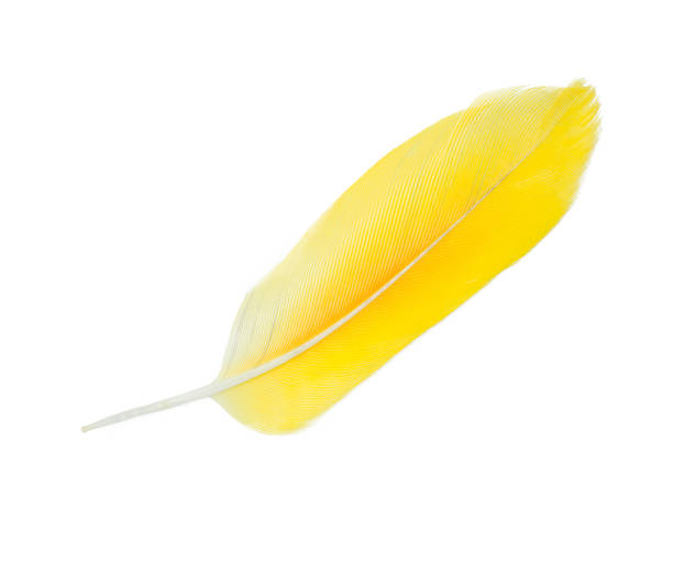 istock Beautiful feather yellow-orange isolated on white background 1411786907