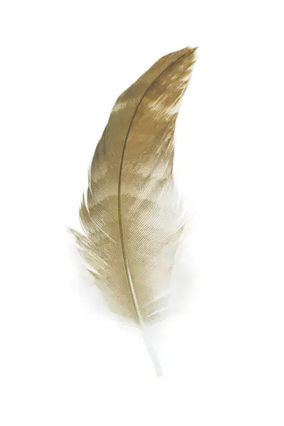 Photo of Beautiful feather isolated on white background