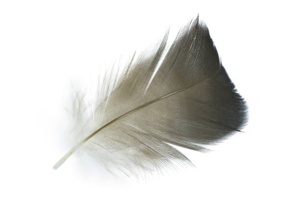 istock Beautiful feather isolated on white background 1411786960