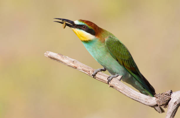 istock European bee eater, Merops apiaster. Young bird. Prey bird 1411787568