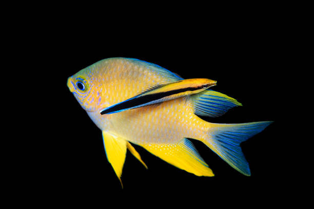 istock Bluestreak cleaner wrasse,  Labroides dimidiatus, 1411787738