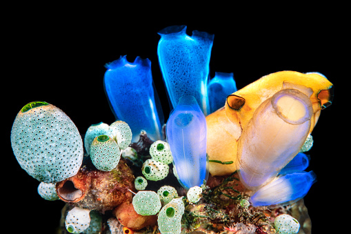 Colorful tunicates and sponges over black