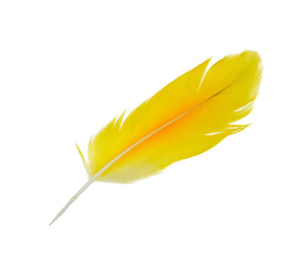 Beautiful feather yellow-orange isolated on white background Beautiful feather yellow-orange isolated on white background ostrich feather stock pictures, royalty-free photos & images