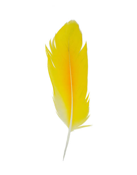 istock Beautiful feather yellow-orange isolated on white background 1411788105