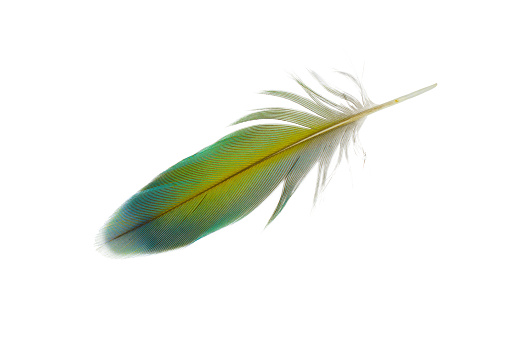 Parrot feather on white background