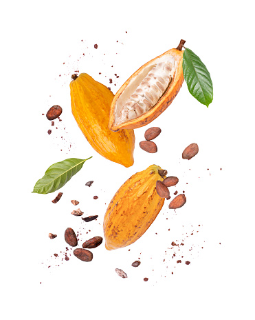 Yellow cocoa fruit, cacao beans with cocoa nibs and chocolate powder flying in the air isolated on white background.