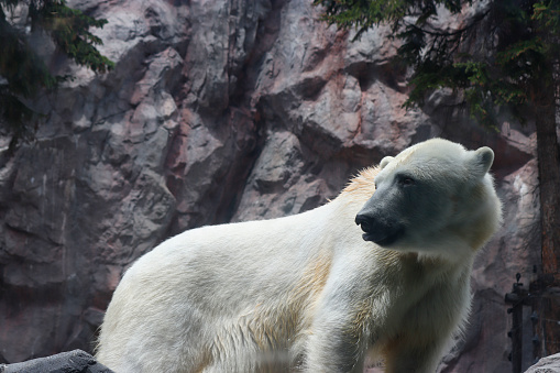 Polar Bears are about seven to eight feet long, measured from the nose to the tip of their very short tail. Male polar bears are much larger than the females. A large male can weigh more than 1,700 pounds, while a large female is about half that size up to 1,000 pounds.