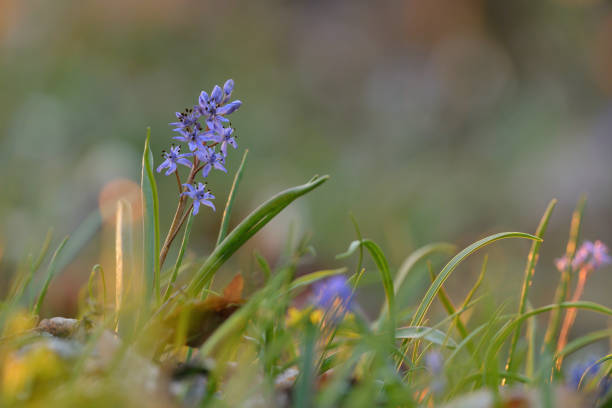 Two-leaf squill - Scilla bifolia blue wildflower
