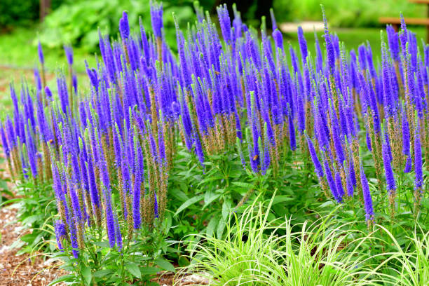 Purple Veronica Speedwell Flowers Blooming Stock Image - Image of bright, bloom: 185432609 Purple Veronica Speedwell Flowers Blooming Stock Image - Image of bright, bloom: 185432609