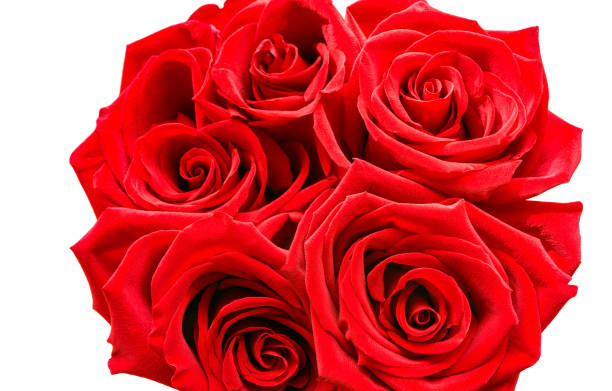 istock Five colorful roses on the white. 1411790141