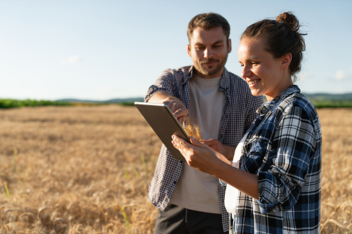 Couple of farmers examines the field of cereals and sends data to the cloud from the tablet. Smart farming and digital agriculture.