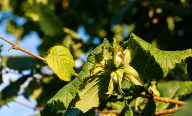 istock Ripening hazelnut on a tree in the summer in the sun 1411791220