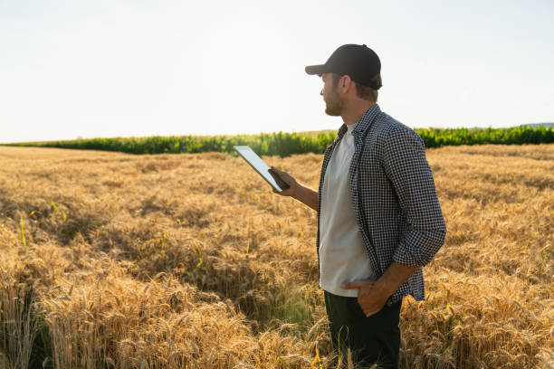 Farmer with a digital tablet at agricultural field at sunset . stock photo