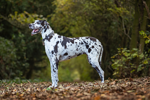 Side view of a large Great Dane standing looking sideways  in Autumn woodland on autumn leaves