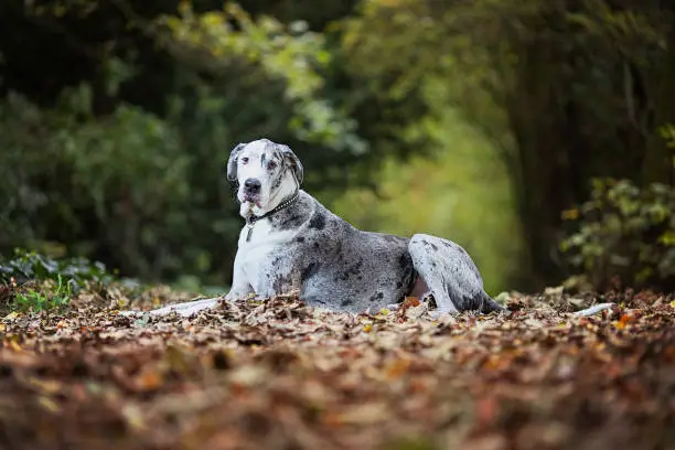 Large dog breed, grey and white Great Dane laying down but head held high on autumnal leaves in Autumn woodland looking at camera
