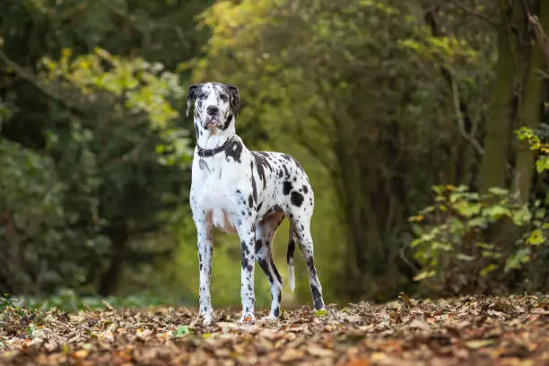 Large Great Dane stood looking towards camera on autumn leaves in Autumn woodland