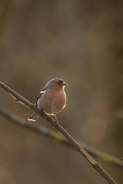 istock Common chaffinch - Fringilla coelebs bird 1411791357