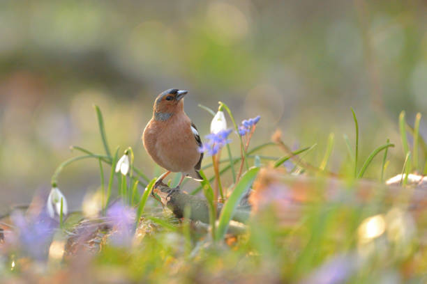 istock Common chaffinch - Fringilla coelebs bird 1411791367