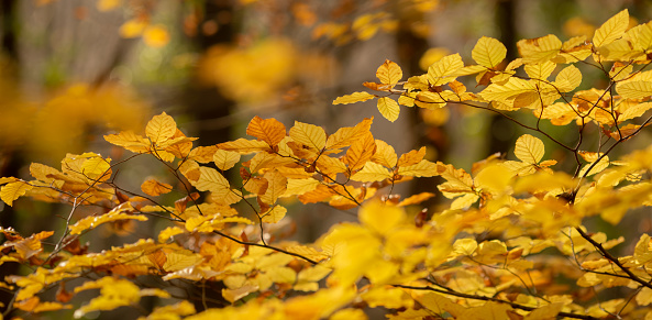 Autumn background with yellow leaf.
