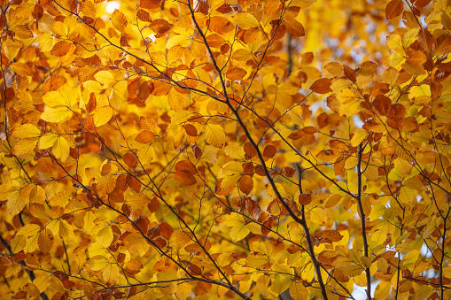 Autumn background with yellow leaf