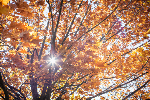 Colorful autumn treetops in fall forest with blue sky.