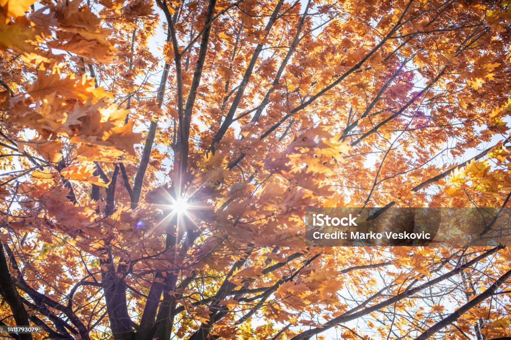 Autumn Leaves stock photo Colorful autumn treetops in fall forest with blue sky. Autumn Stock Photo