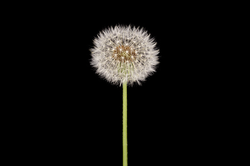 Dandelion with seeds against a black background